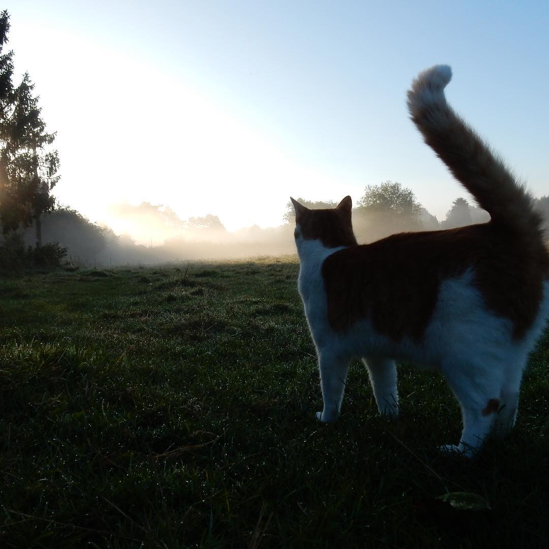 Eulogy For A Magical Mystery Cat