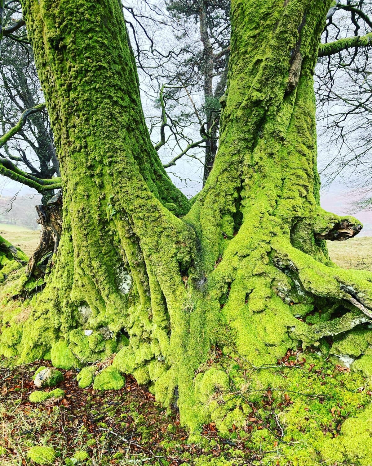 A Review Of Some Of The Contents Of My House By A Domesticated Moorland Pixie