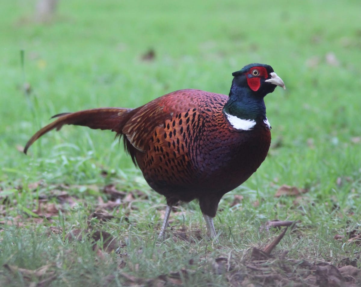 The Long Pheasant Of Avalon