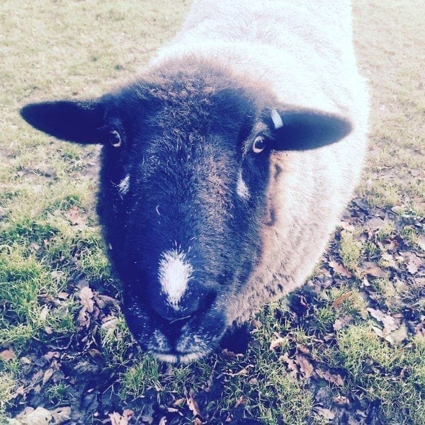 Important Biographical Information About Some Sheep I Have Met On My Walks