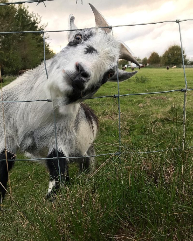 Important Biographical Information About Some Goats I Have Met On My Walks