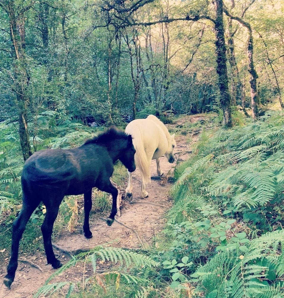 A Collection Of Photographs Of Excellent Horses And Ponies I Have Met On Walks And Some Important Biographical Information About Them