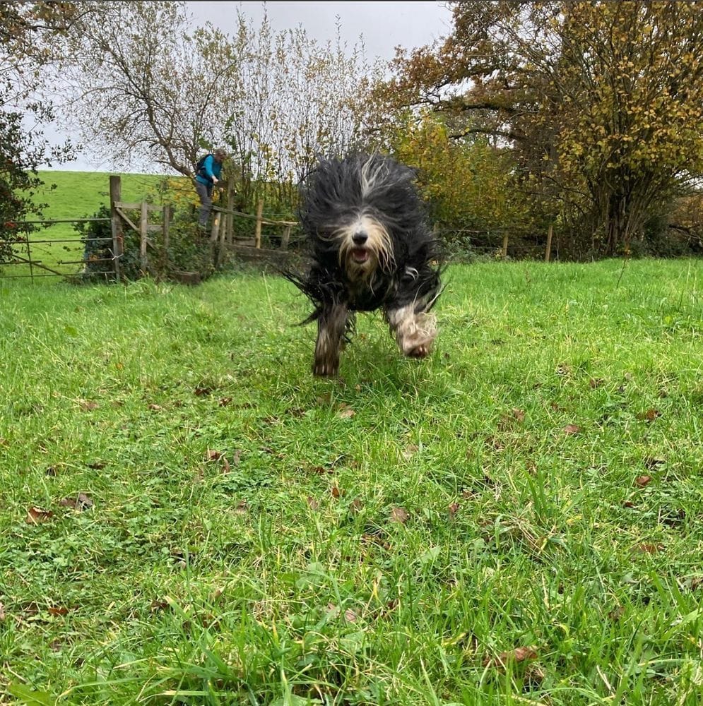 Some Photographs I Have Taken Of Dogs During My Adventures In The British Countryside, And Some Important Details About Their Lives