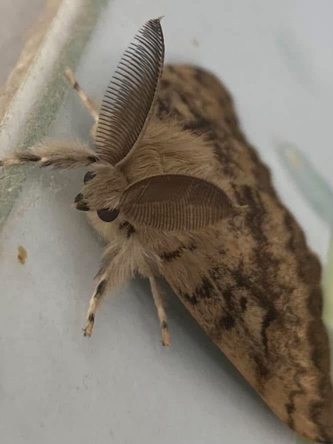 A Brief Guide To Some Of The More Attractive Single Moths I've Met In My Area, Looking For Fun