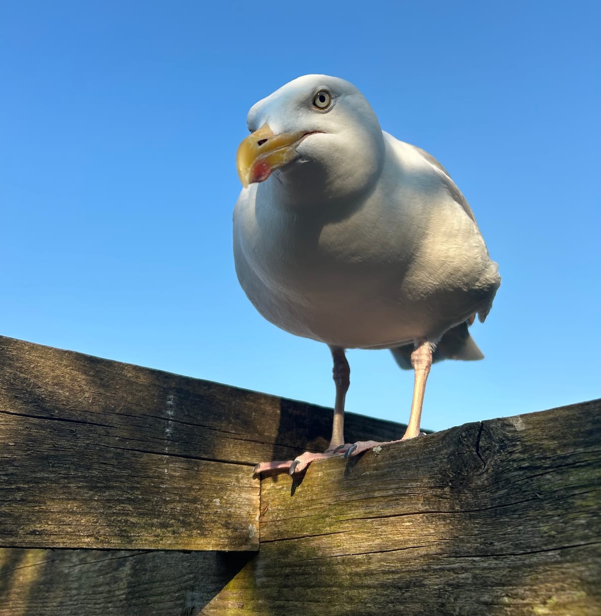 It's A Herring Gull's World (We Just Live In It)