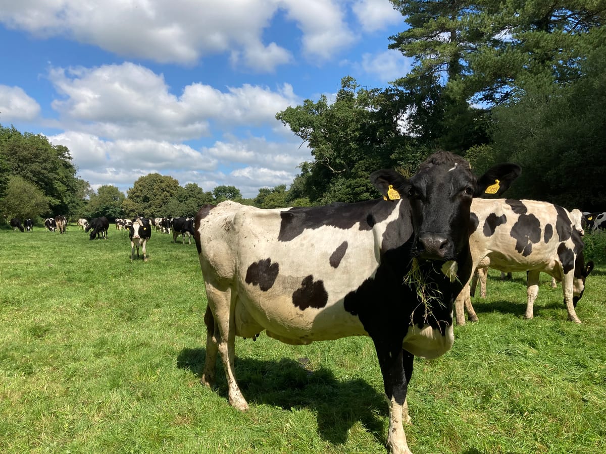 A Factual Report Of An Encounter With Some Cows During A Walk in England