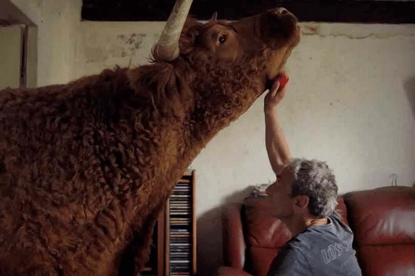 Cattle