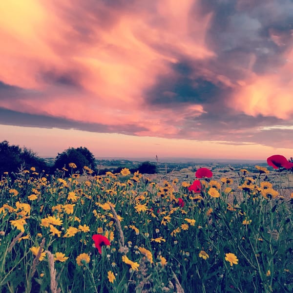 High Summer: A Personal Compendium