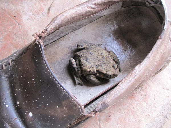 My Dad, And The Toad In His Shoe