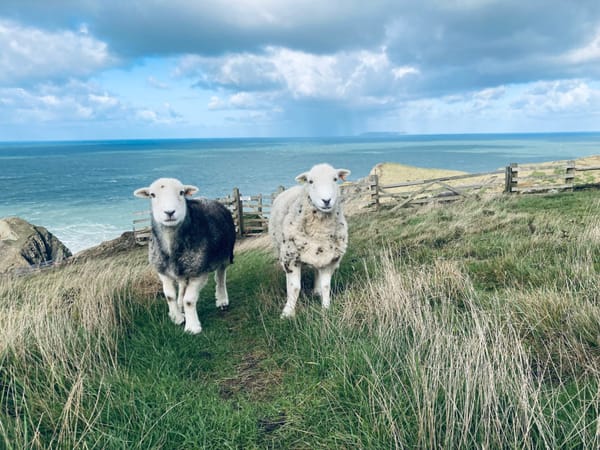 Fiction: Six Tiny Stories About Sheep
