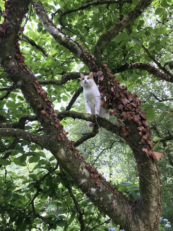 Midsummer, 2020: A Personal Compendium