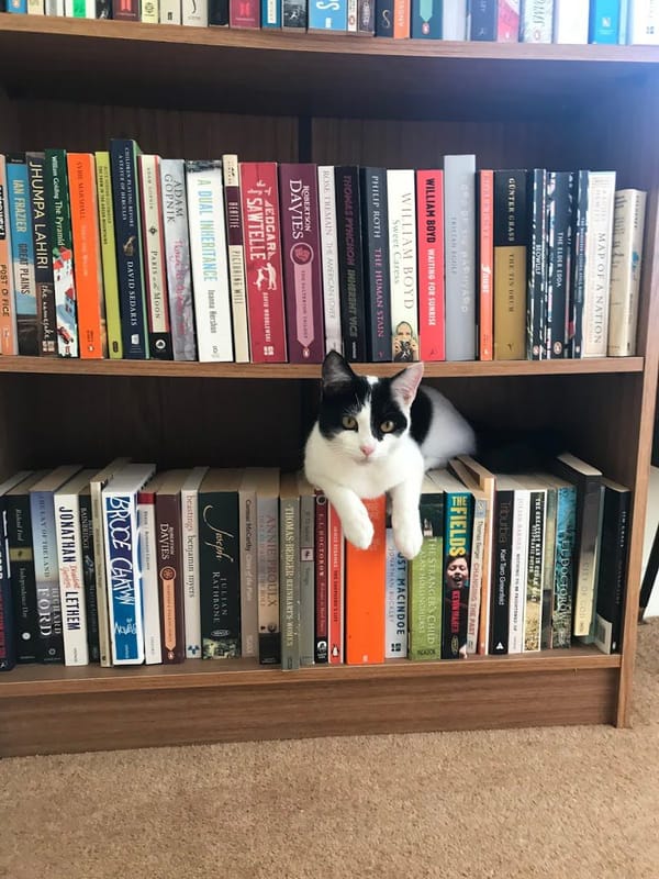 The Cat Who Came Out Of The Mist