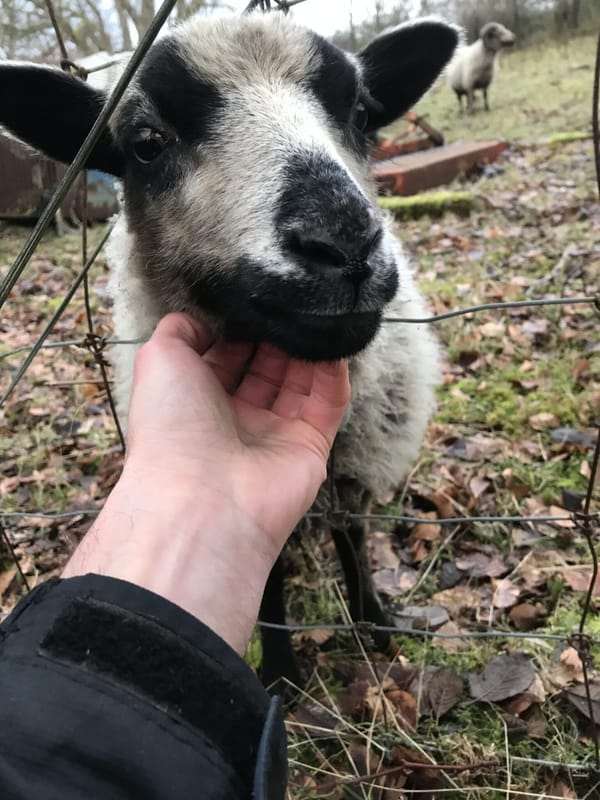 Ramblecast: River And Sheep Research