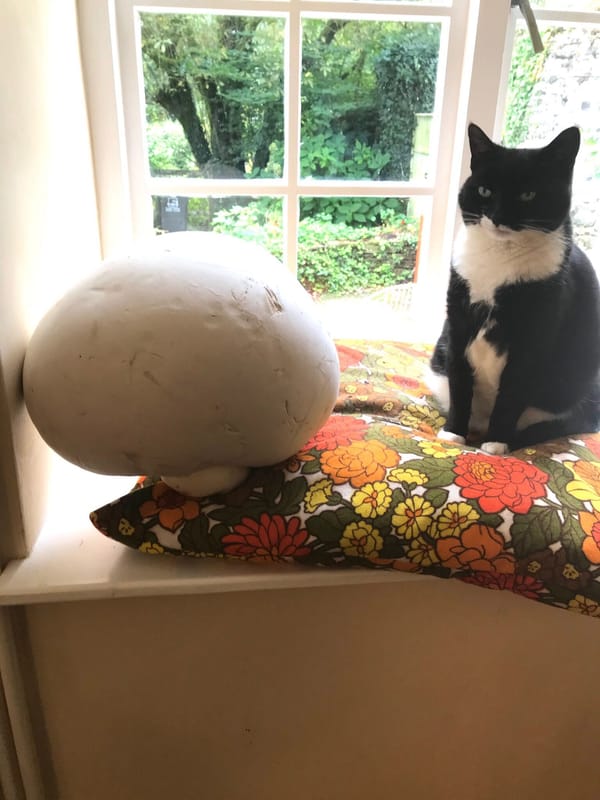 Walking Diary, 8.9.2020: Giant Puffball Mushroom