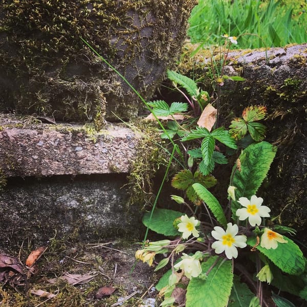 Garden Diary, 2.5.2020