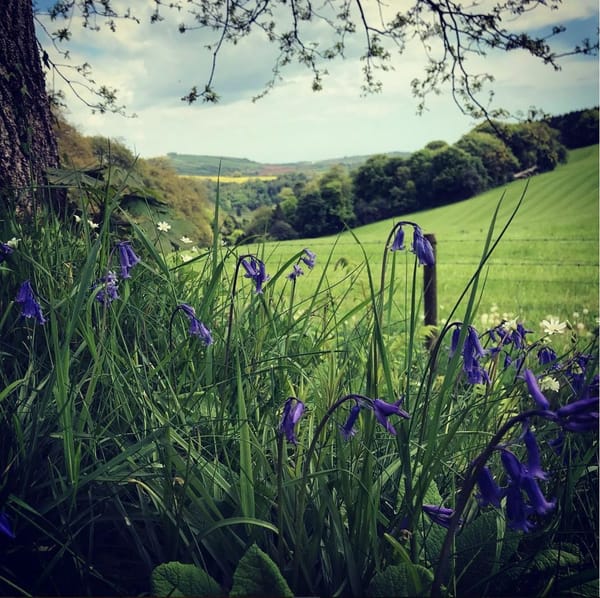 Spring 2019: A Personal Compendium