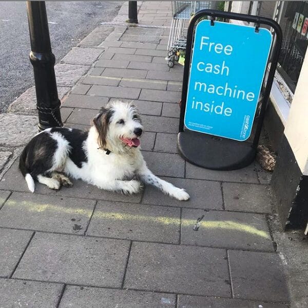 Small Aspects Of The Lives Of Dogs