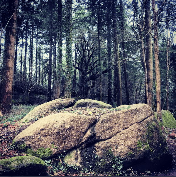 The Black Tree: a very short story for Halloween