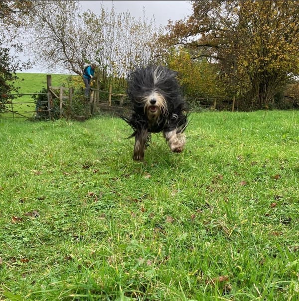 Some Photographs I Have Taken Of Dogs During My Adventures In The British Countryside, And Some Important Details About Their Lives