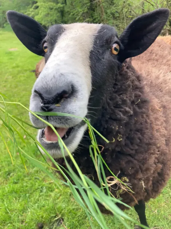 Some Notes About The Best Sheep I Have Photographed During My Walks In The Countryside