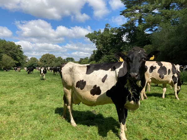A Factual Report Of An Encounter With Some Cows During A Walk in England
