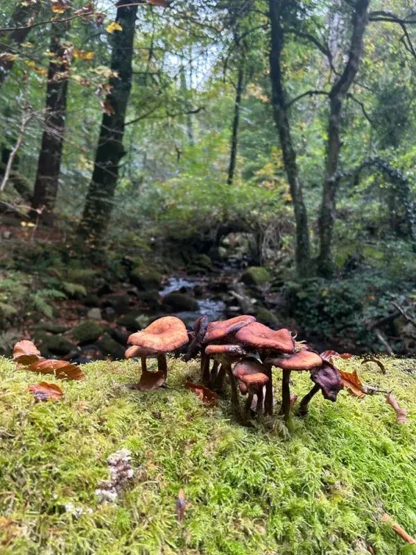 Fungal Misadventure